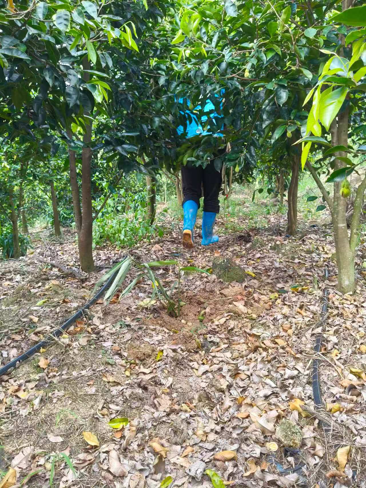 1750998562370780.jpg 1750998562370780.jpg